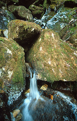 Pr�roda pod stenou.