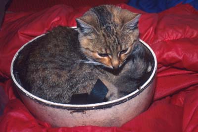 Ma�ka oddychuje v Igorovej prilbe.