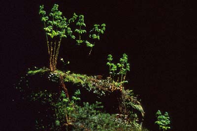 Paprade z teplick�ch kom�nov, sta�� sa len dobre pozera�...