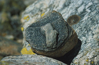 N� kamenn� talizman. 