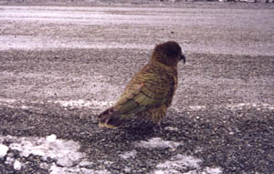 52001ze4.jpg (25738 bytes)