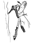 62000l06.jpg (3335 bytes)